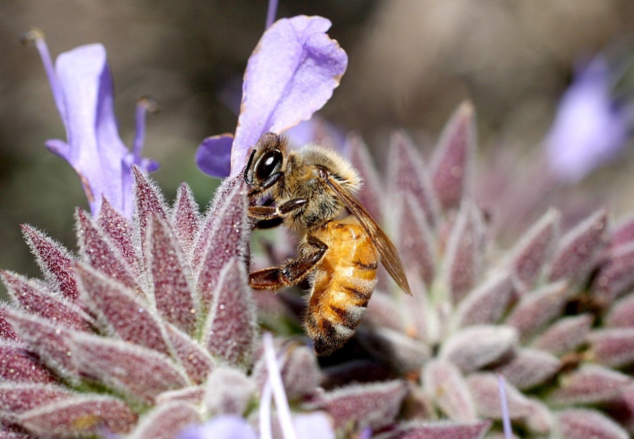 Bee pollinating a plant