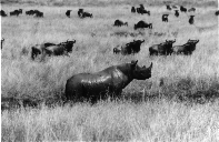 rhinoceros herd