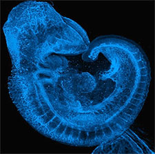 Microscopic image of embryo in blue