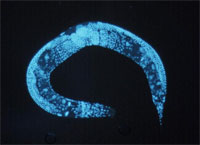 Immunofluorescence photo of C elegans