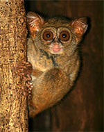 Spectral Tarsier looking at the camera
