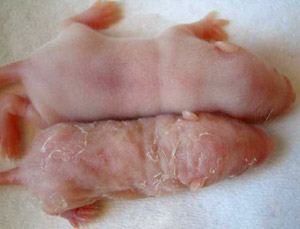 Two infant mice side by side, one is normal and the other has skin five times thicker than normal