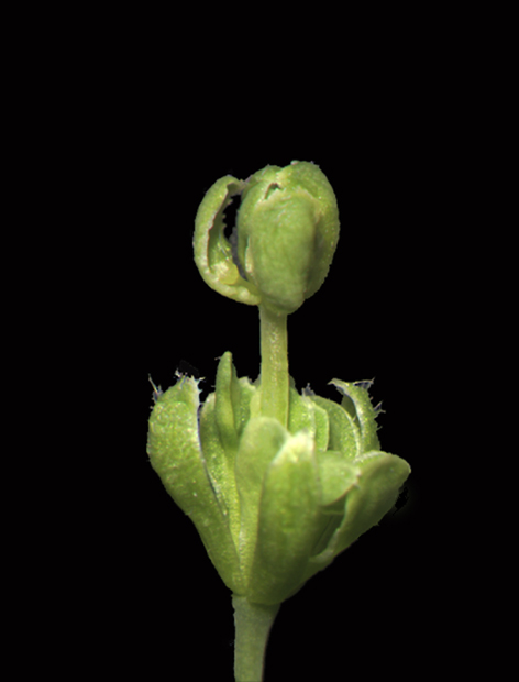 Double Arabidopsis flower