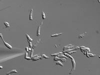 Dictyostelium cells move toward chemical attractants 
