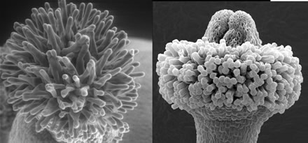 Electron microscope image of the female portion of a normal (left) and auxin-deficient (right) flower.