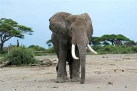 Photo of elephant