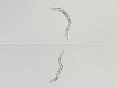 Photo of normal roundworms (top) and ill roundworms (bottom) without gene that permits resistance to pore-forming toxin