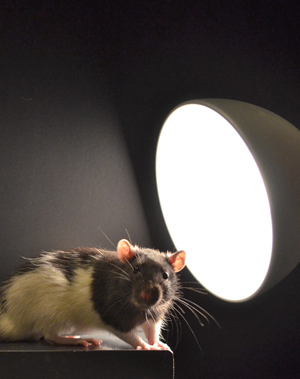 Rats exposed to less light during the day were more likely to explore the open end of an elevated maze, a behavioral test showing they were less anxious.
