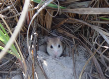 A small mouse sits on light beach sand among beachside plants. The fur on the lower side of its body closely matches the color of the sand, and the fur on the upper side of its body is very similar in color to the plants surrounding it.
