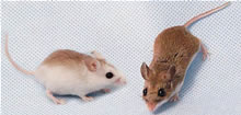 Two mice shown side by side, the first with fur that is lighter, especially on its sides, though still brown on the very top. The second is a normal field mouse with very dark brown fur covering its entire top side.