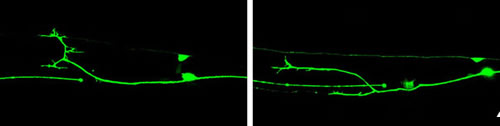 Regrowing axons 12 hours (left) and 24 hours (right) after injury.