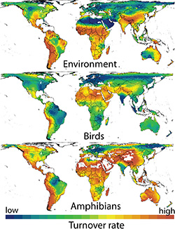 Three heatmaps of the world stacked on top of each other showing the turnover rate for the environment, birds, and amphibians, respectively.