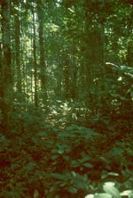 Equatorial tropical rainforest in Gabon