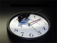 A black mouse standing on top of a black and white analog clock
