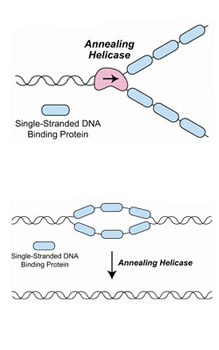 Diagram of two annealing helicases