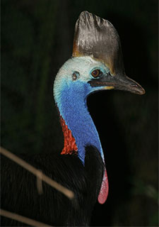 Colorful Southern Cassowary