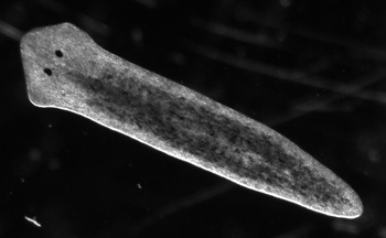 long flatworm