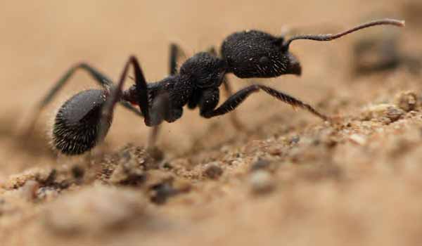 black ant worker