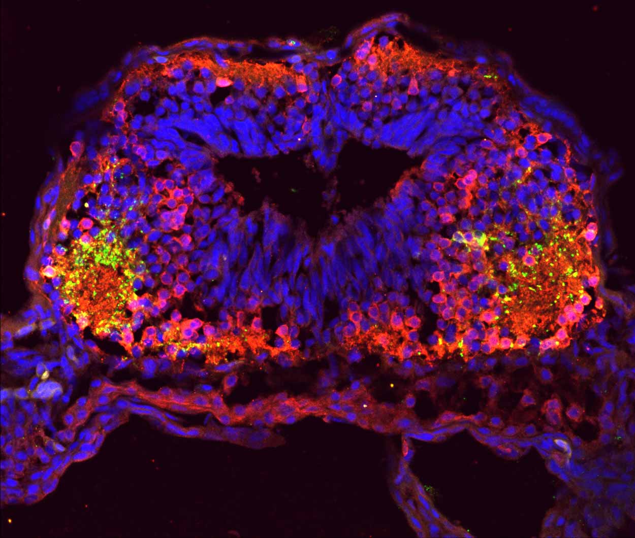 fluorescent image of tadpole brain cross-section