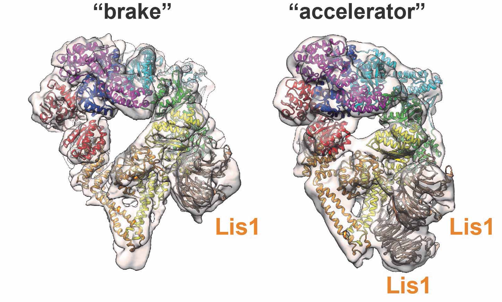 3D illustrative comparison of dynein structures