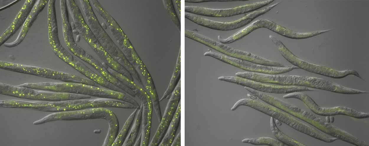 comparitive flourescent images of c.elegans, the left image has more fluorescent dots than the right