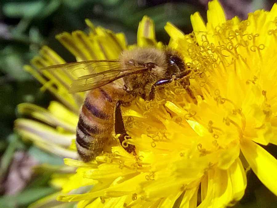 a bee on a dandelion forages for nectar