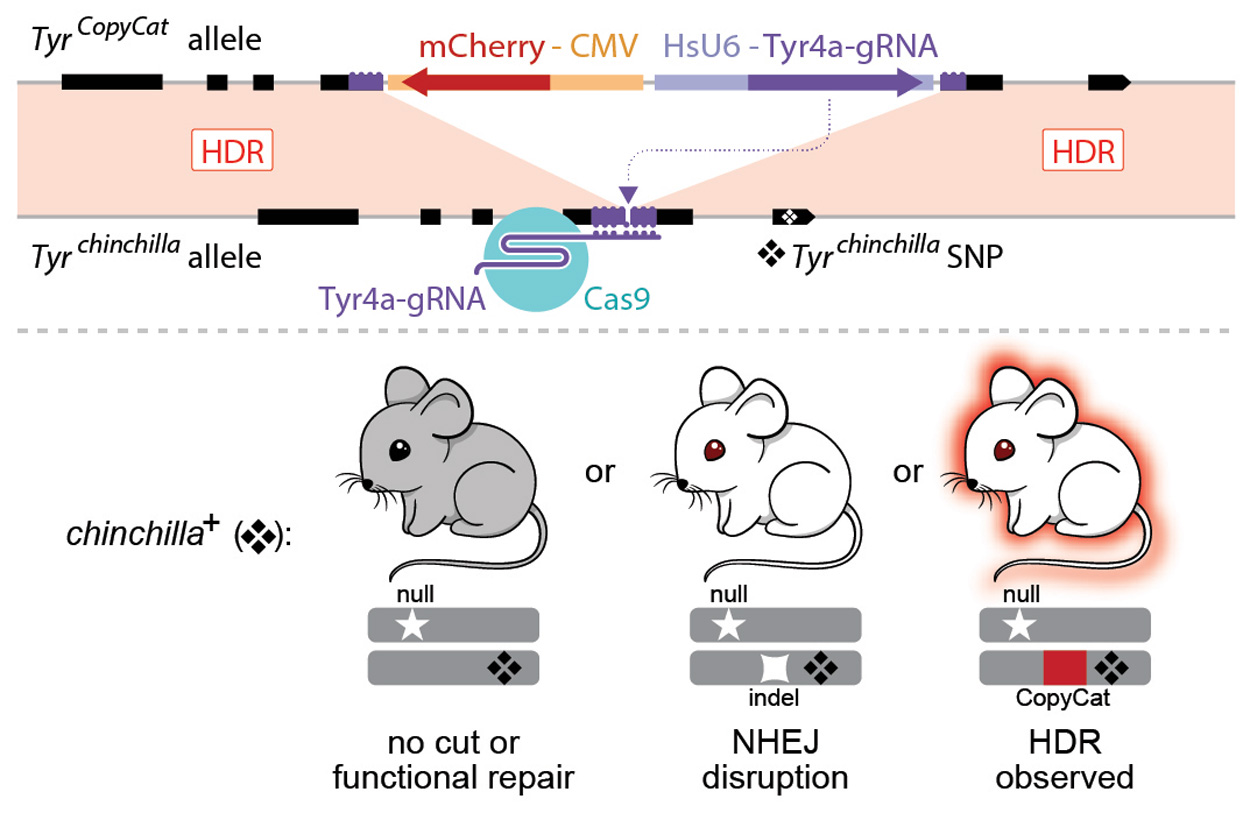 Figure depicting the use of CRISPR/Cas9